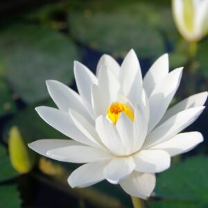 Participation - Natures multiples