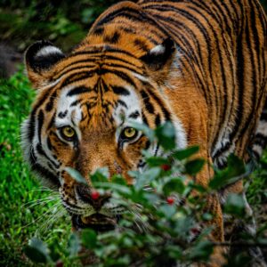 Réservation - Nourrir son tigre